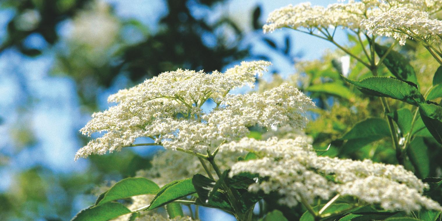 Blu__tensta__nde_des_Schwarzen_Holunders__Sambucus_nigra__ Blu__tensta__nde_des_Schwarzen_Holunders__Sambucus_nigra__