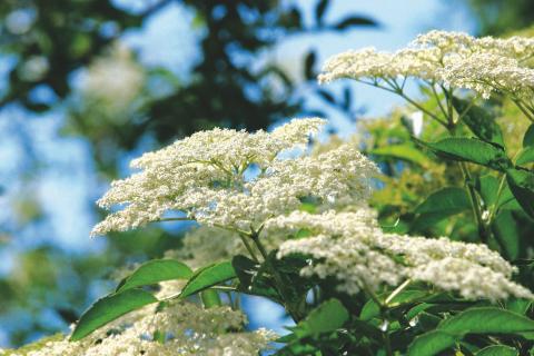Blu__tensta__nde_des_Schwarzen_Holunders__Sambucus_nigra__